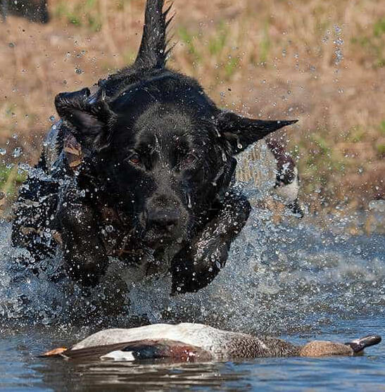 Addestramento cani: riporto dall'acqua
