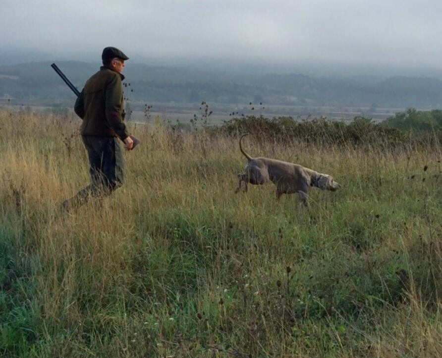 Addestramento cani su penna (con sparo tutto l'anno)