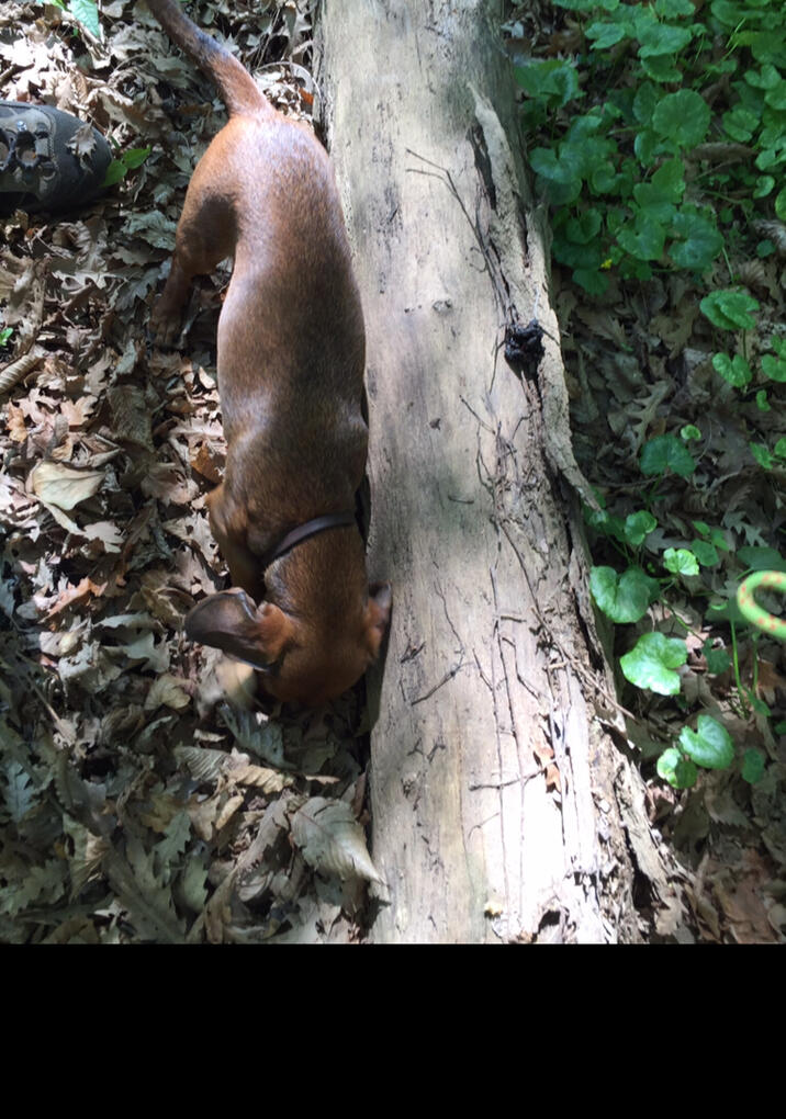 Addestramento cani: pista di sangue